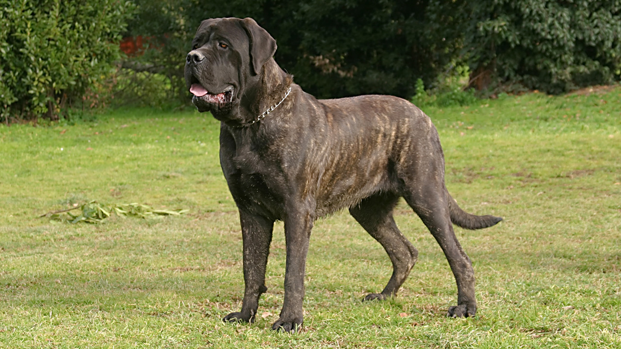 Dark colored Bullmastiff dog standing outside