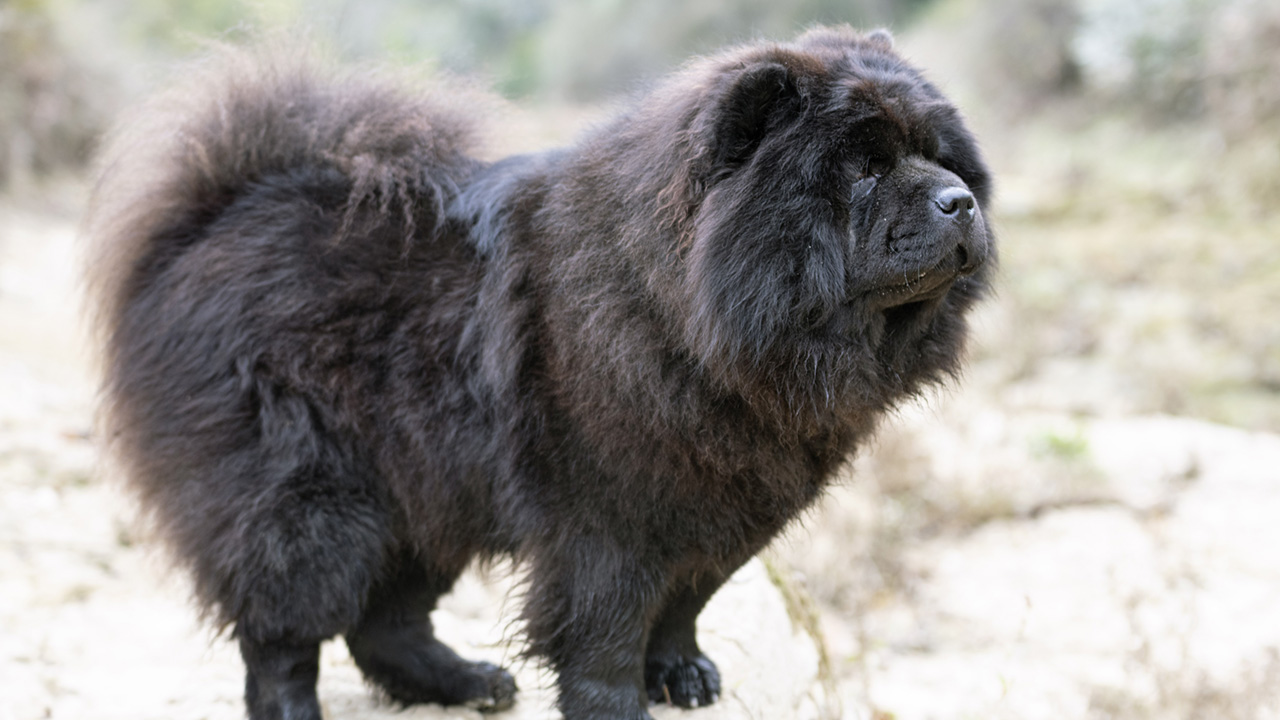 Black coated Chow Chow standing outside