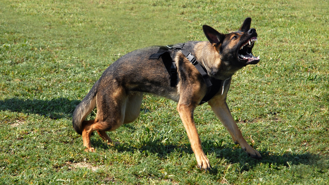 An angry German Shepherd dog barking