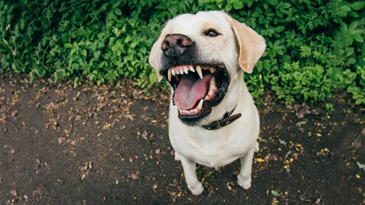 Labrador dog showing it's teeth