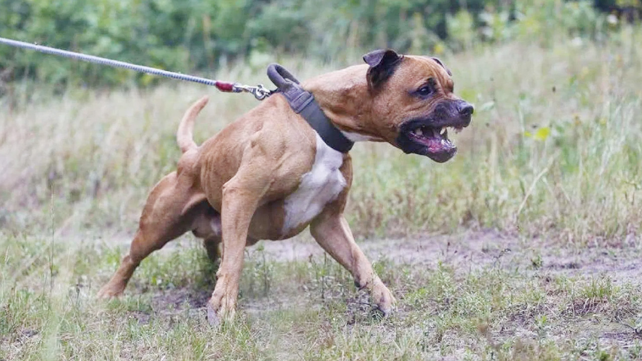 A Pitt Bull dog wanting to get out of its leash