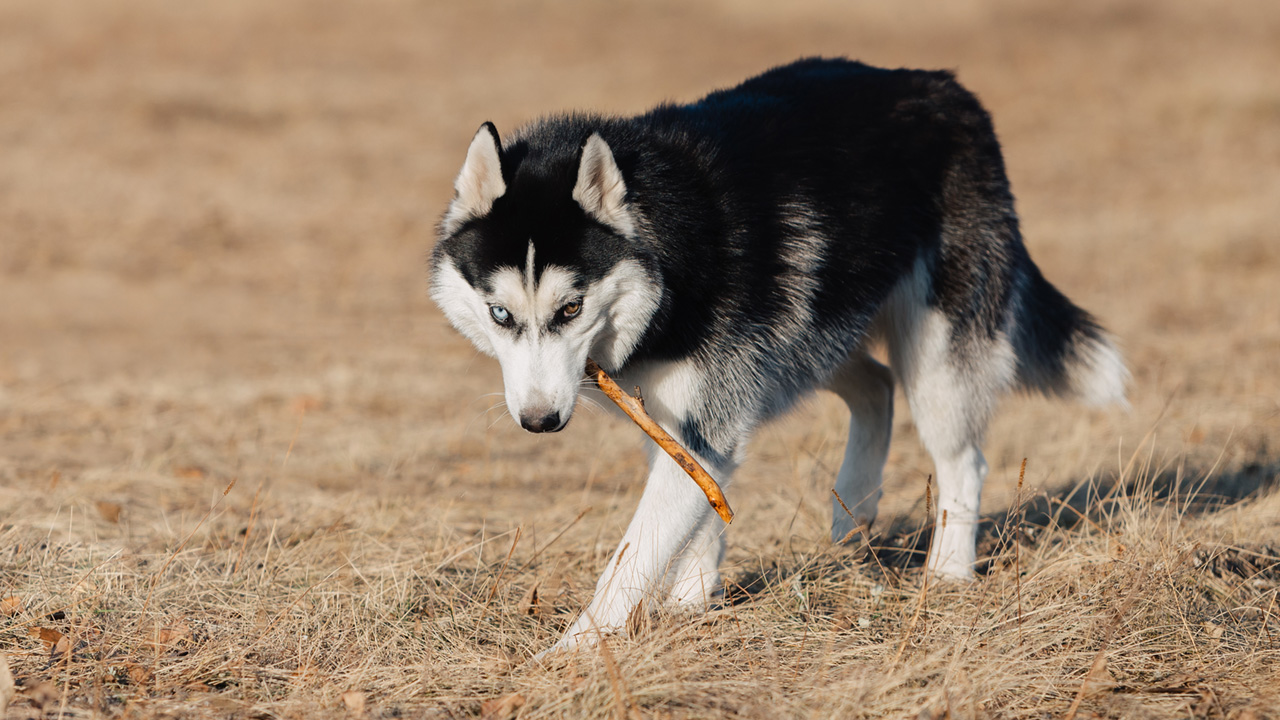 Siberian Husky carrying a stick outside
