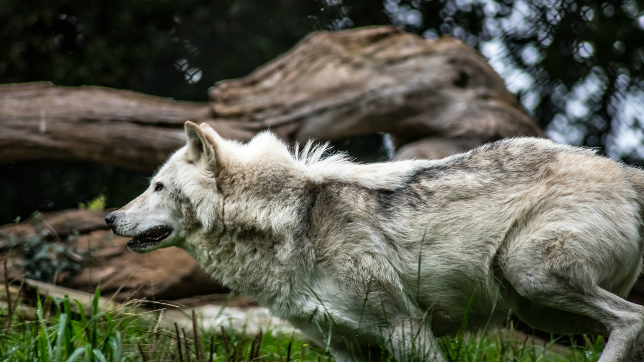 White and grey coated Wolf Hybrid Dogs