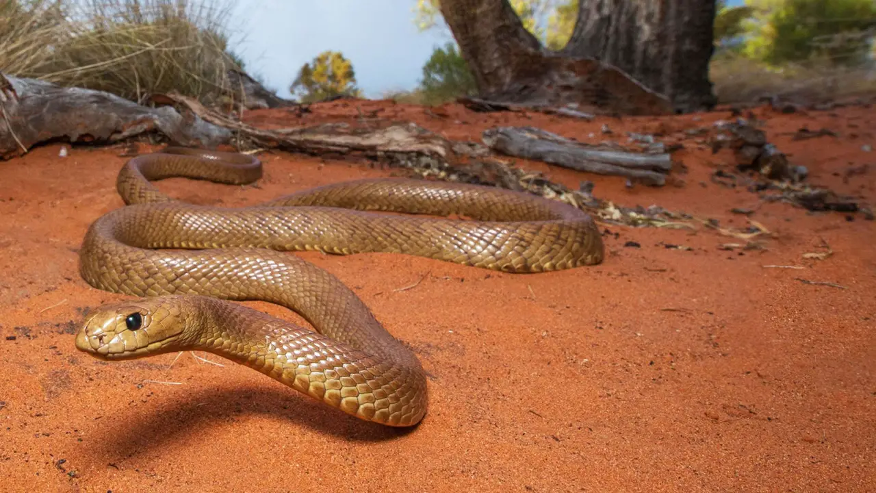 The Coastal Taipan is not common within the Northern Territory