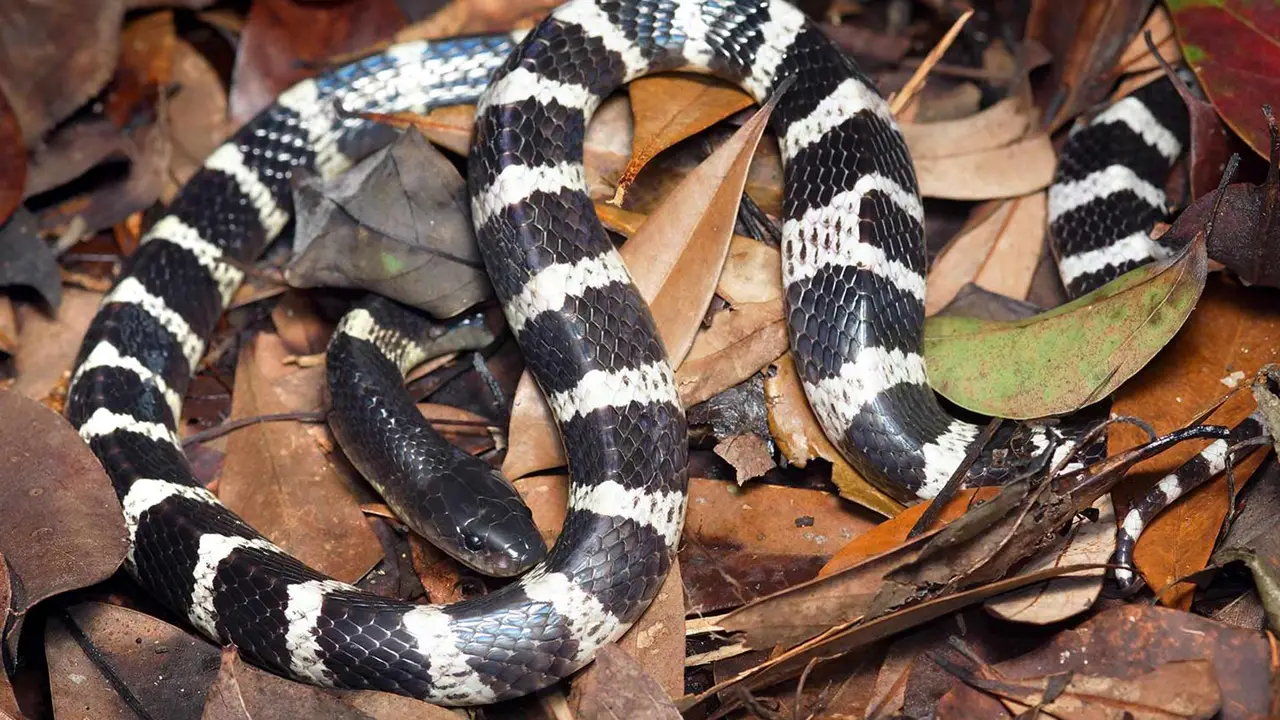Many-banded Krait laying on a ground filled with leafs