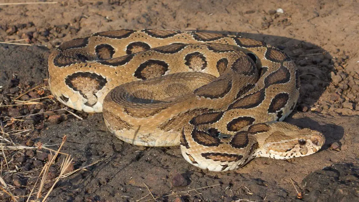 Top 10 Most Venomous Snakes in the World Ranked – Pop Listicle