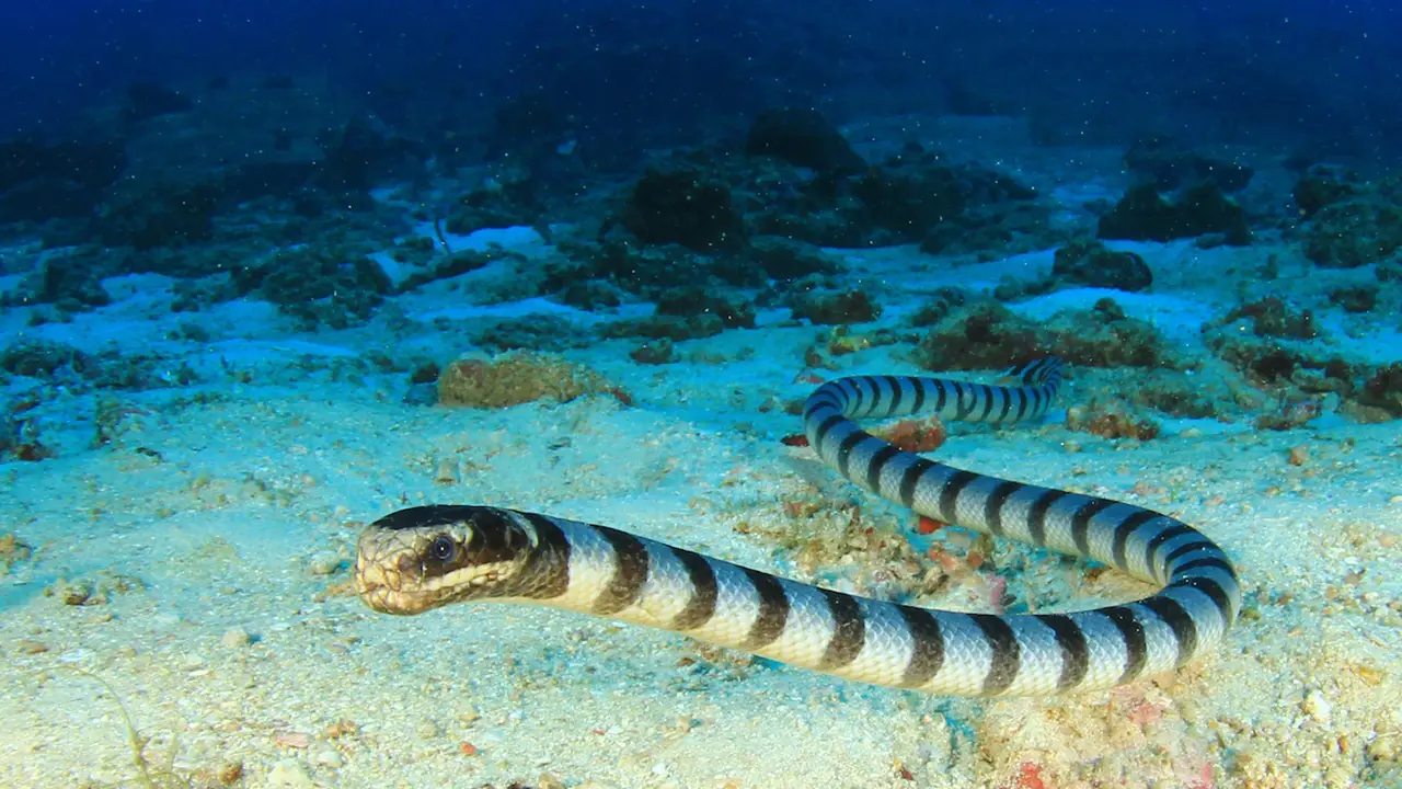 Dubois Sea Snake swimming underwater and looking for prey