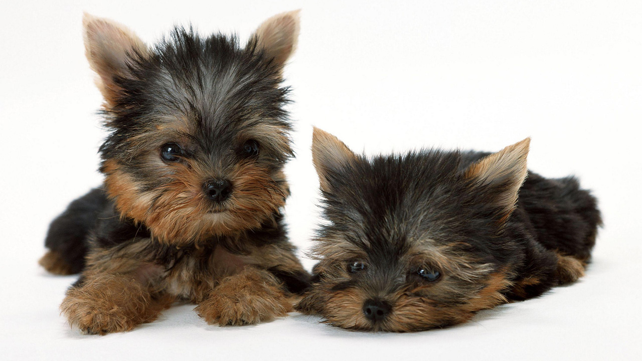 Two Teacup Yorkies on a white background