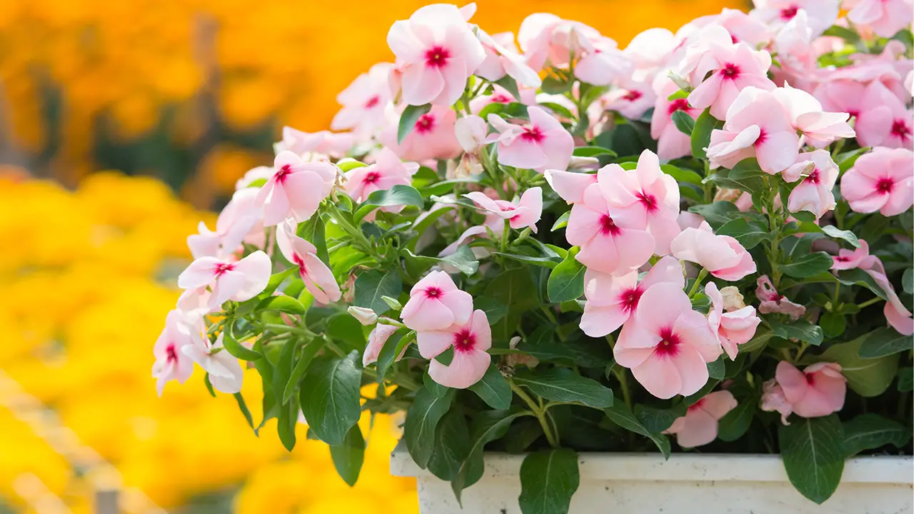 Vinca Rosea flowers blossom in the garden