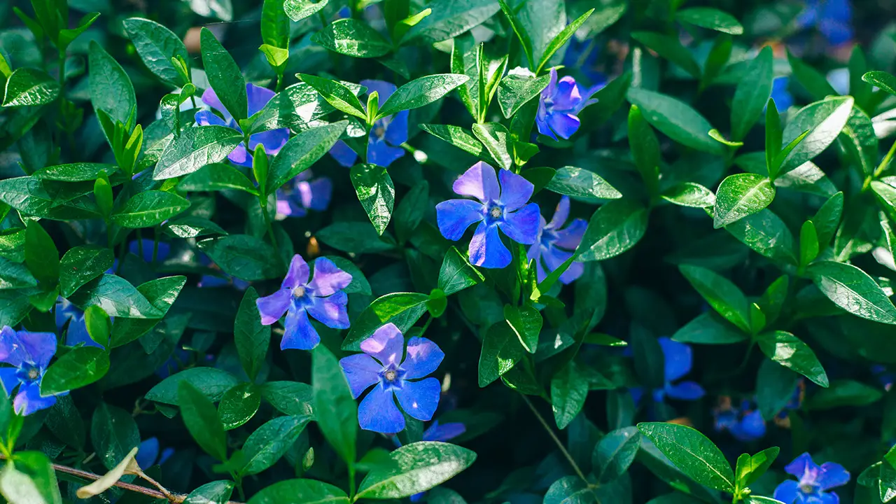 Vinca minor lesser periwinkle flowers