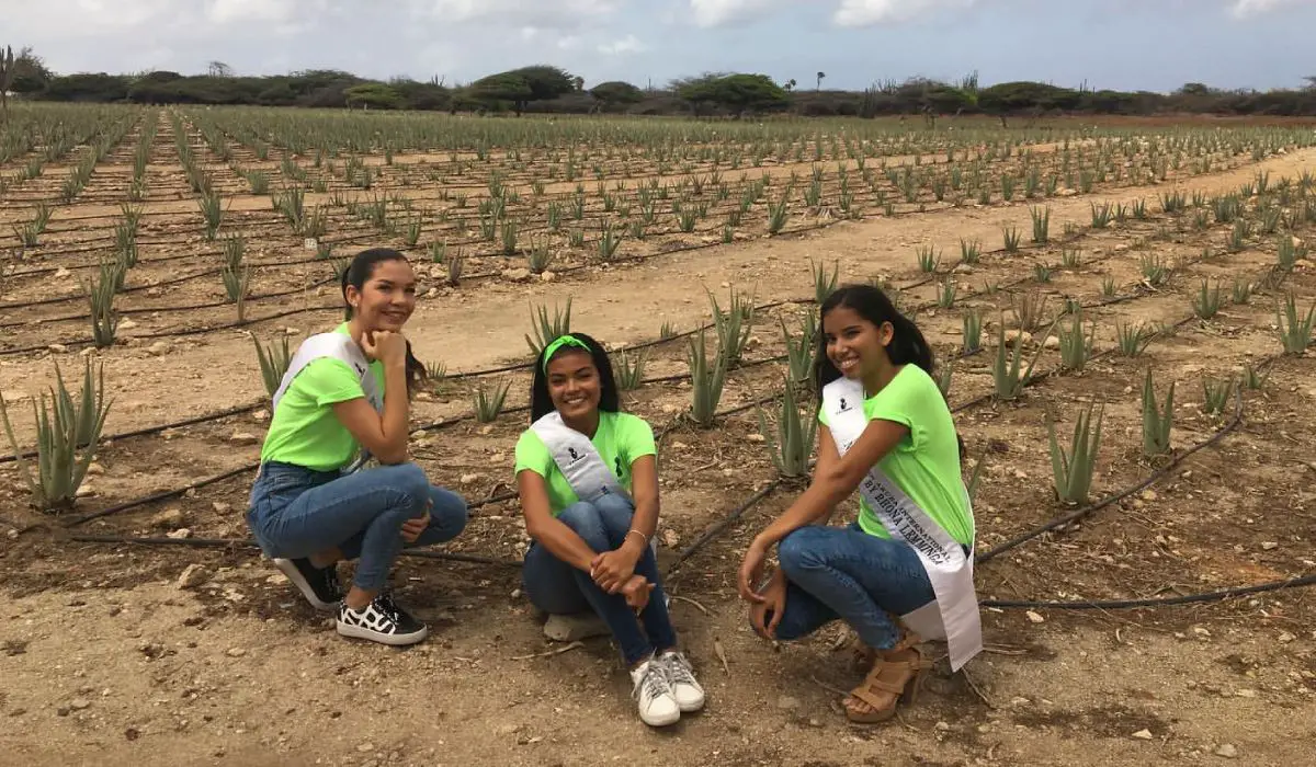 Visit an Aloe Factory in Aruba