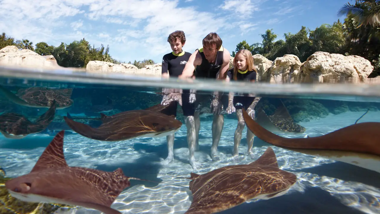 Visitors touching sea life up close at Discovery Cove in Orlando FL