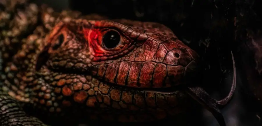 11 Of The Most Dangerous Zoo Animals – Pop Listicle 11 Of The Most Dangerous Zoo Animals – Pop Listicle