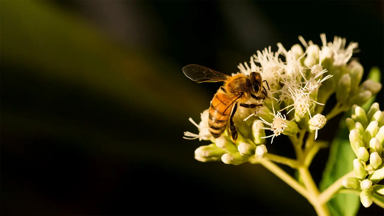 A female honey bee looking for pollen