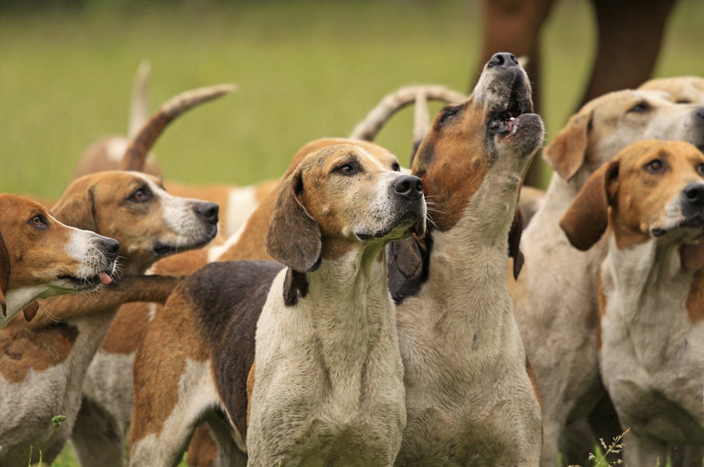 Um grupo de cães foxhound