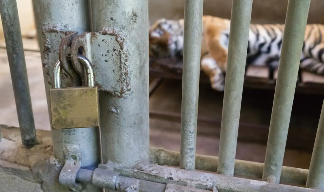 10 Reasons Why Zoos Are Bad