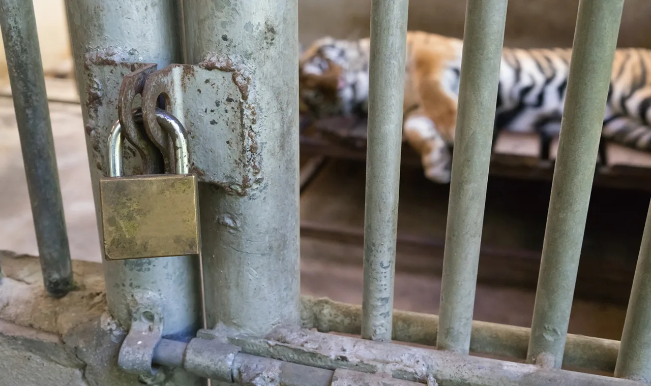 A tiger locked in its cage
