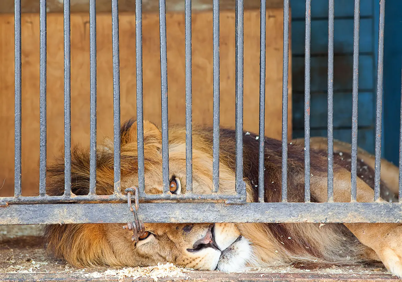 A caged lion
