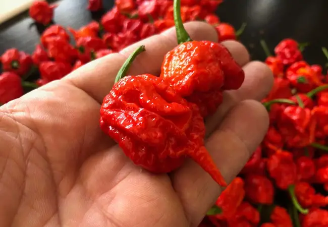 Carolina Reaper