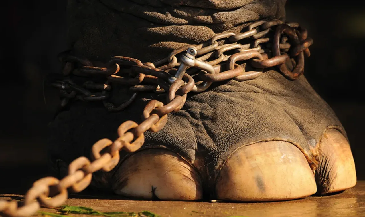 Chained elephant feet