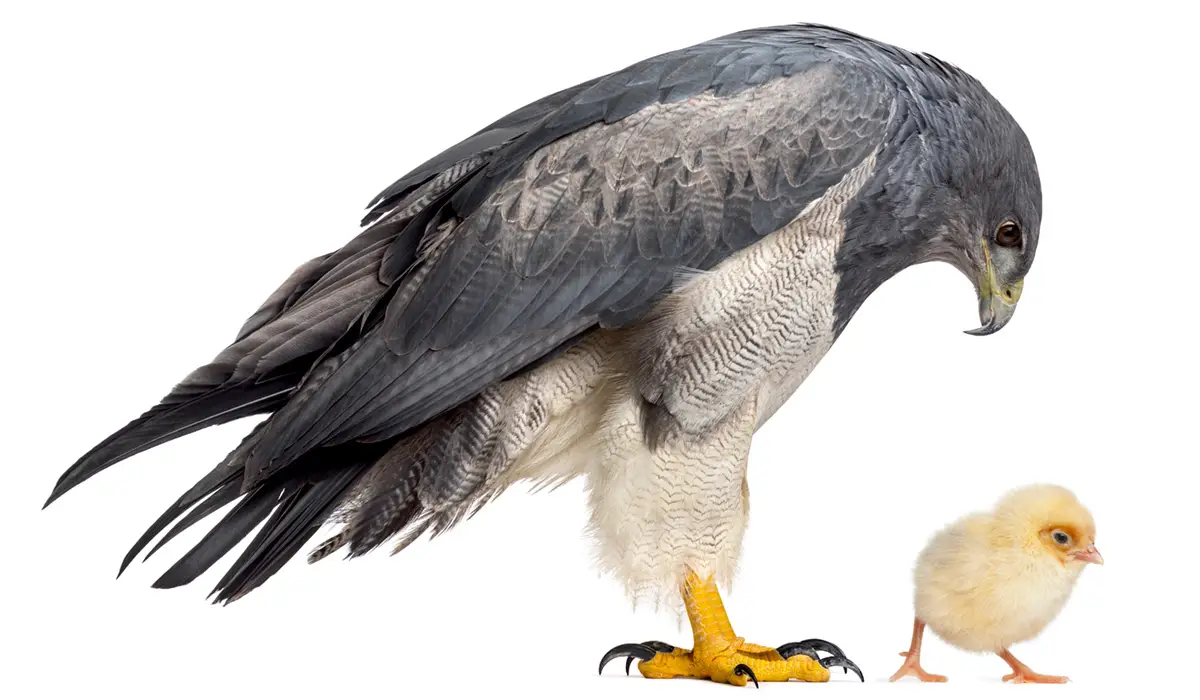 Chilean Blue Eagle looking at a chick