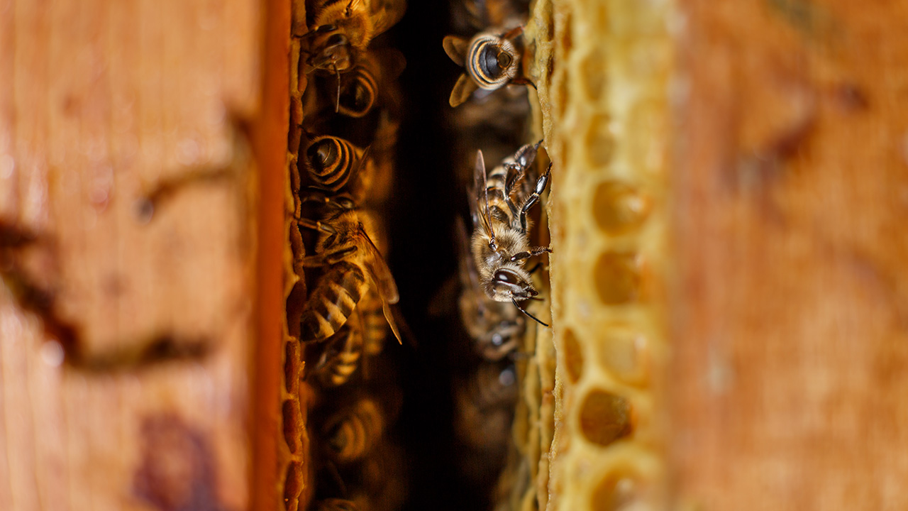 Close up inside a temperature regulated honey bee hive