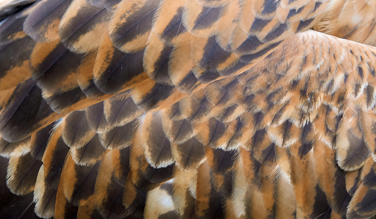 Close up of eagle feathers