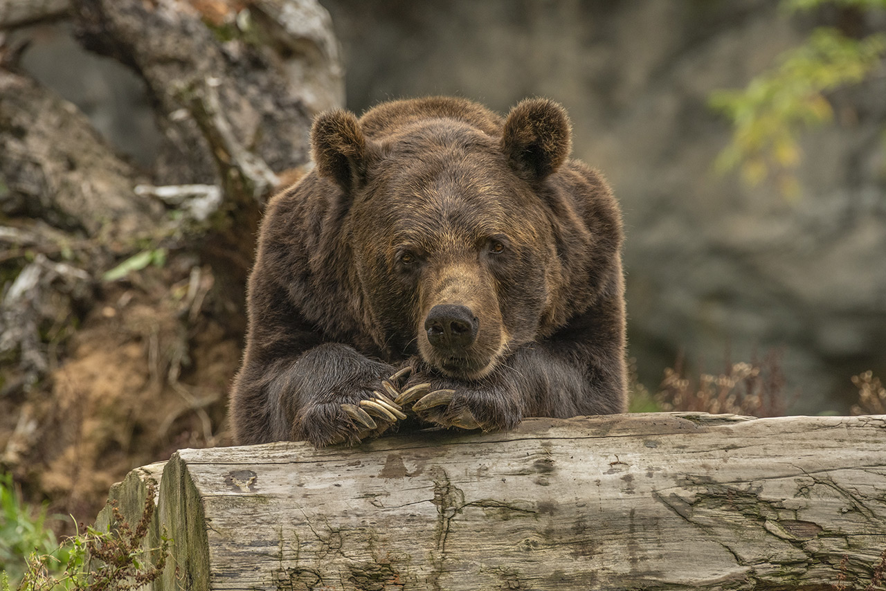 Closeup shot grizzly bear laying tree