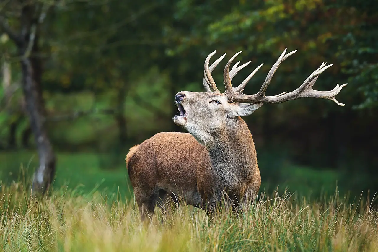 Closeup shot of deer with beautiful horns