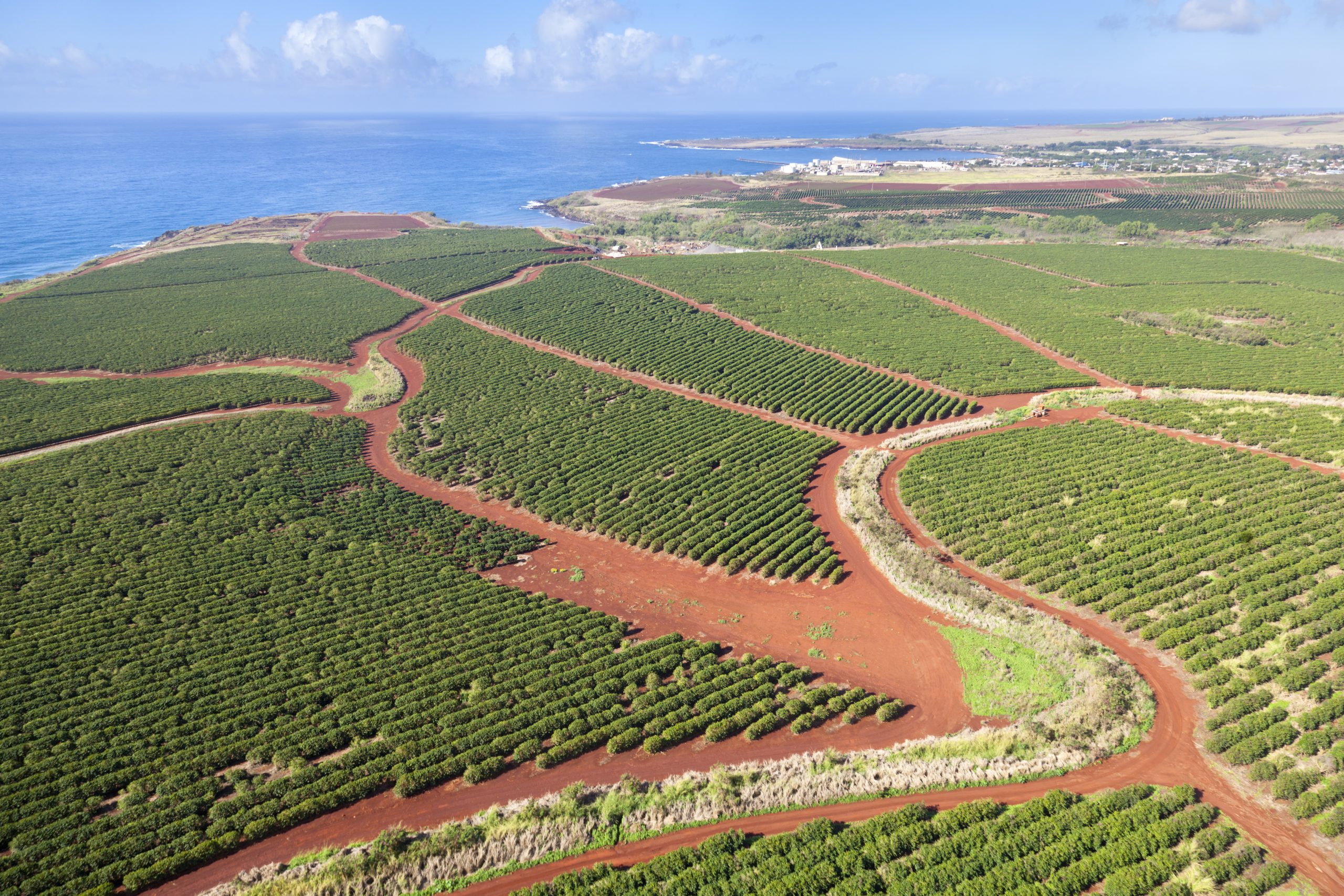 Coffee plantations by the coast Kauai