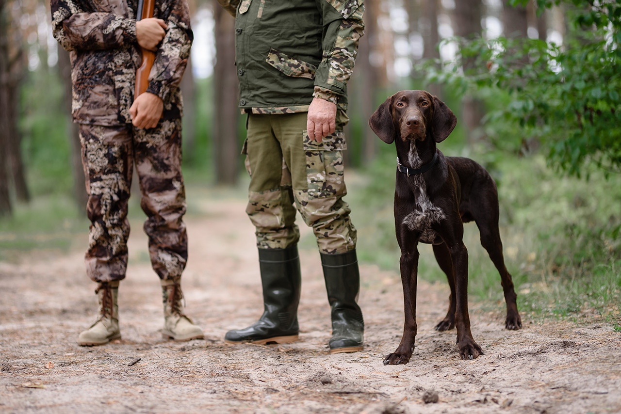 Un puntatore di avviso di caccia al cane con hunters forest