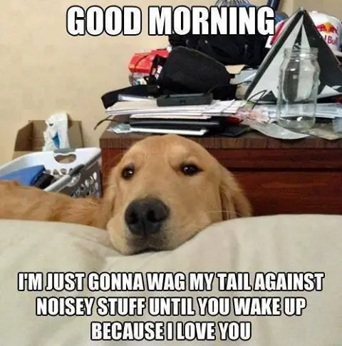 Dog meme good morning