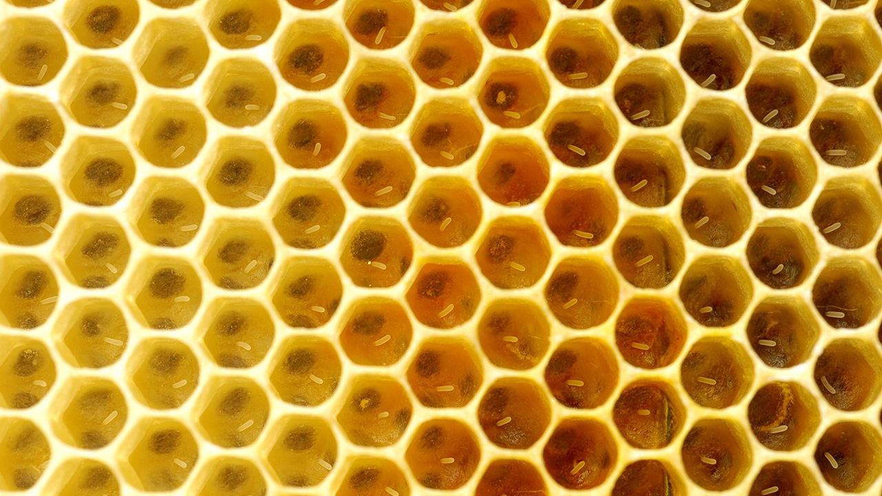 Honey bee eggs