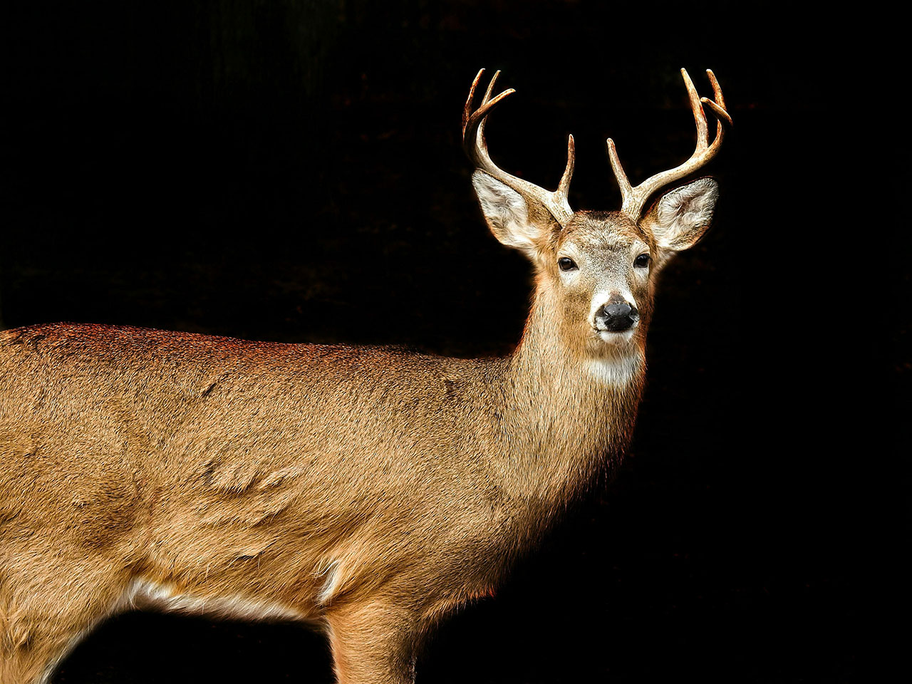 Male white tailed deer