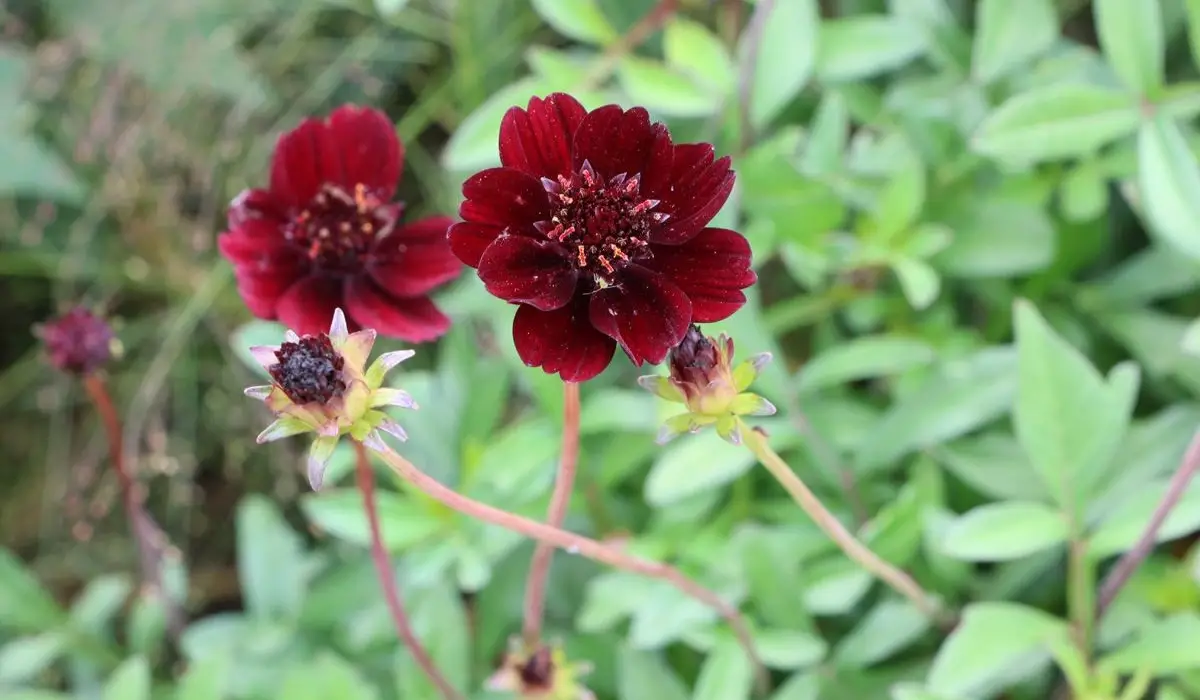 Chocolate Cosmos