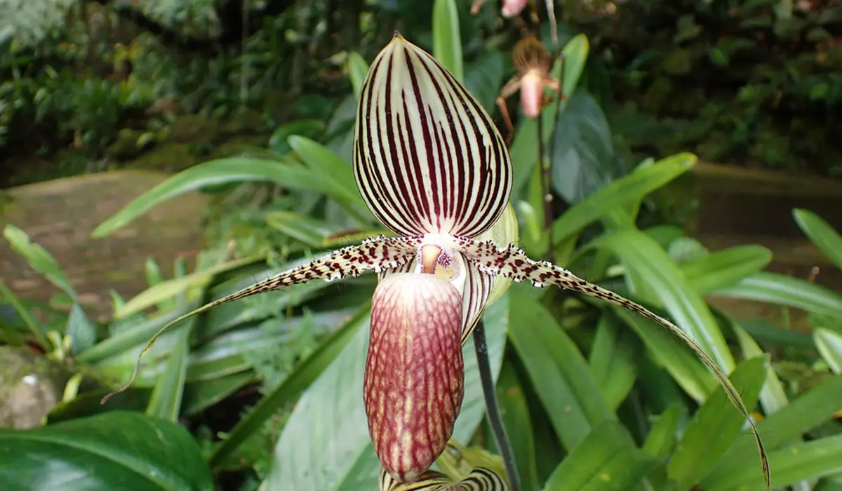 Gold of Kinabalu Orchid