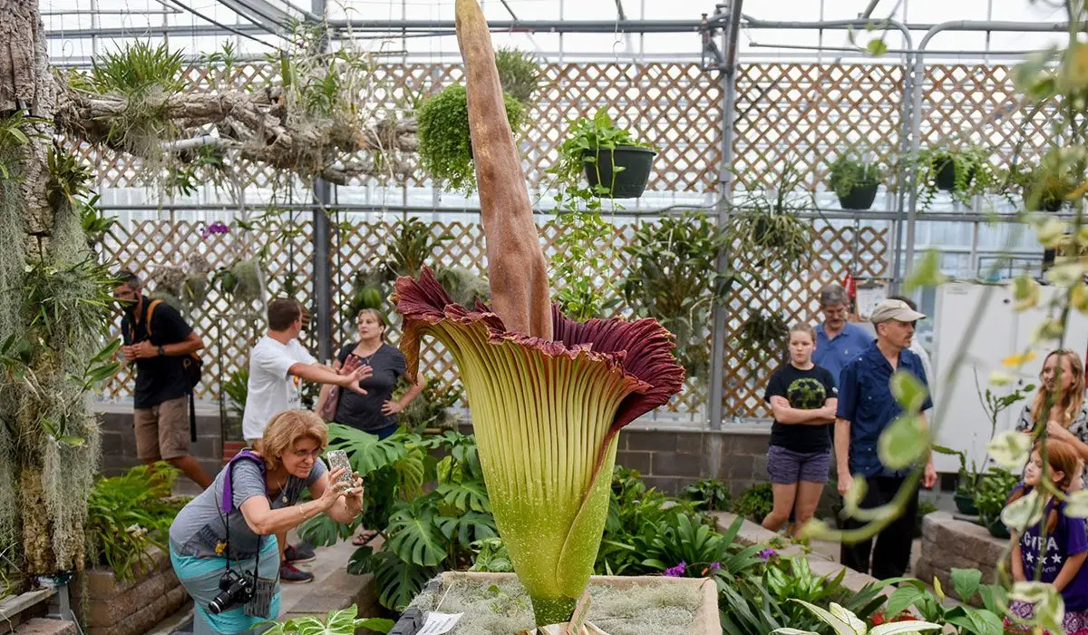 Corpse Flower