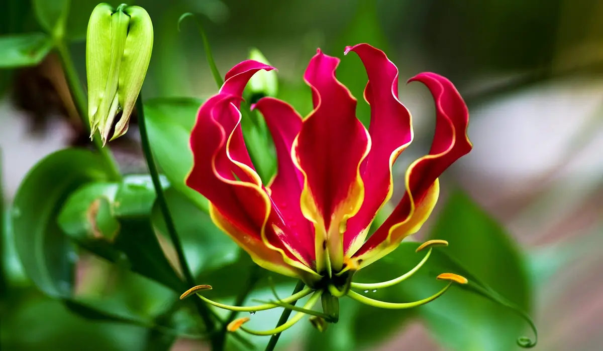 Flame Lily