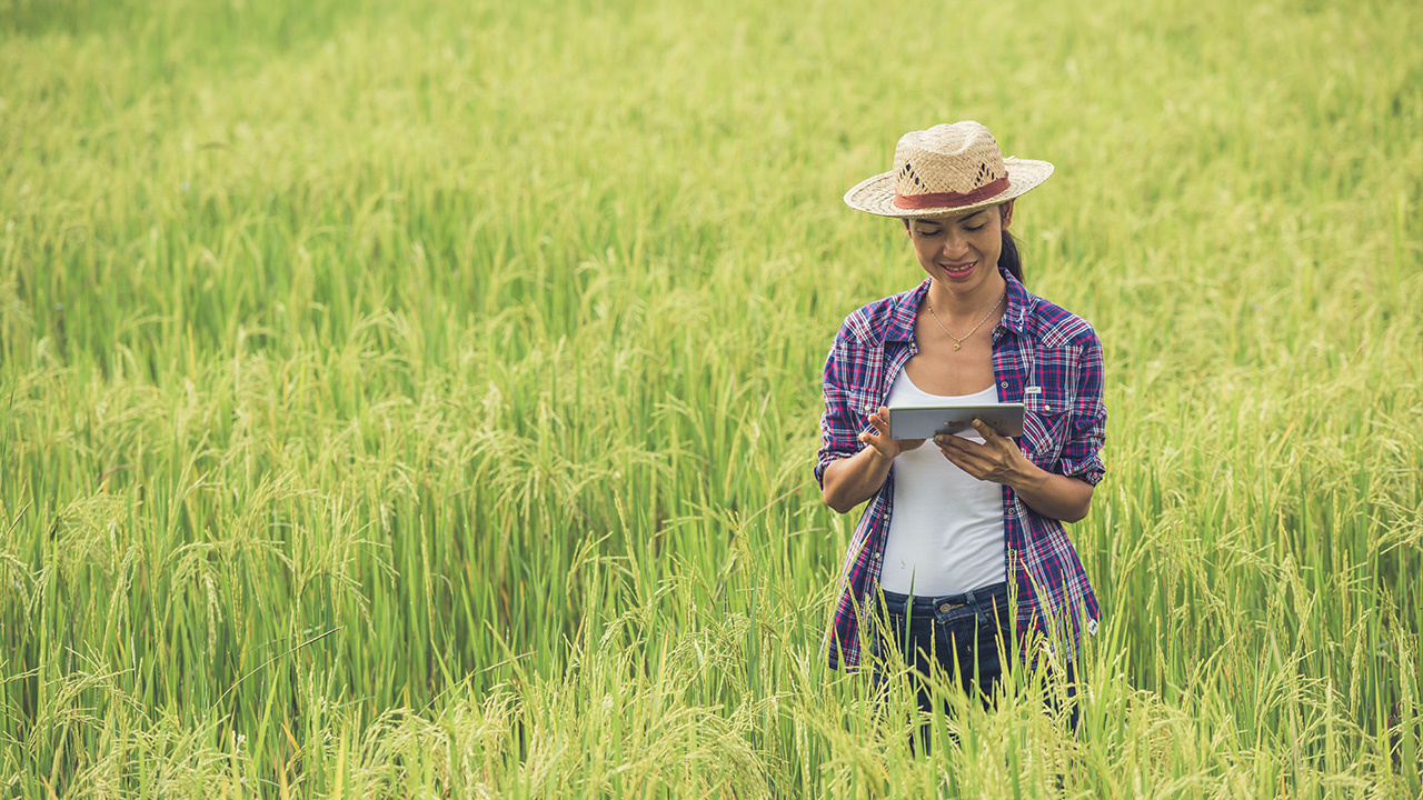 A farmer standing in a rice field with a tablet