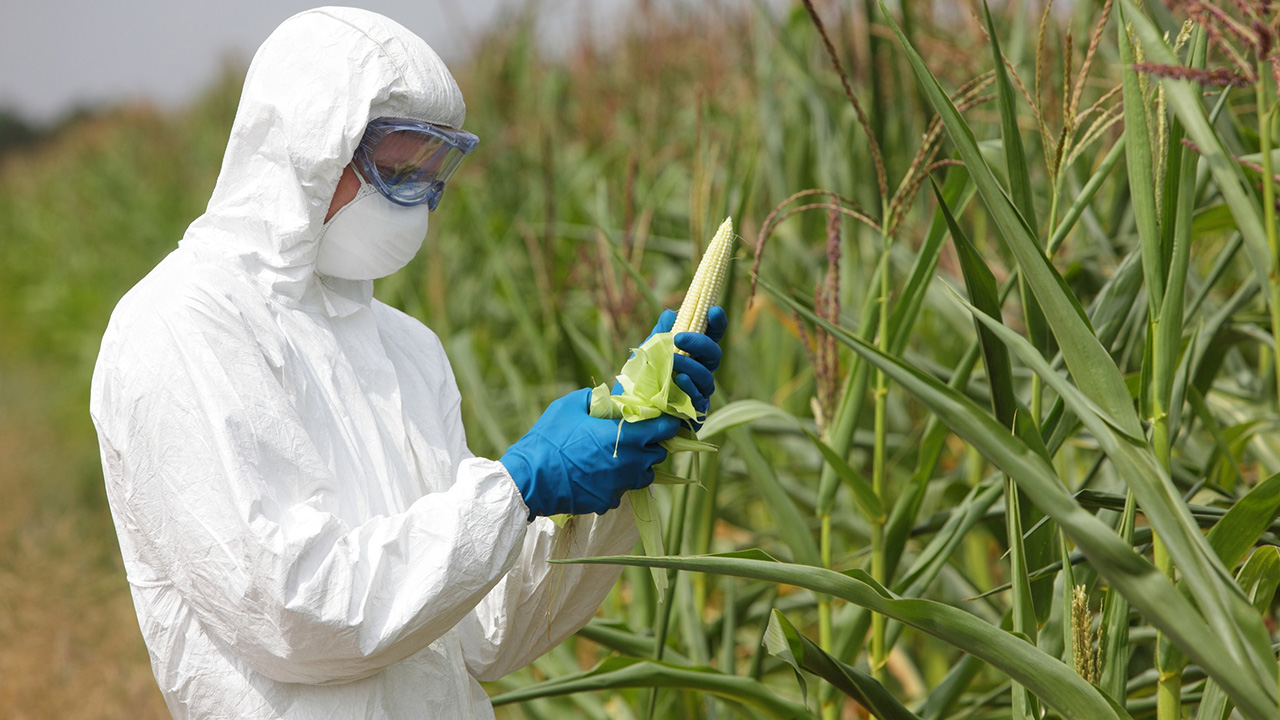 A scientist reviewing corn crop