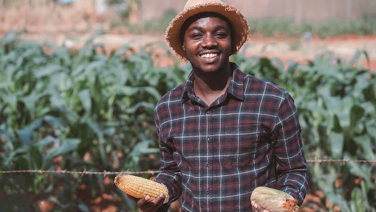 An African farmer man holding a fresh corn by in a farm land