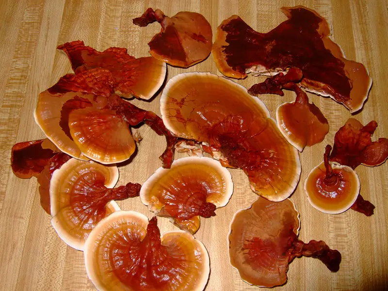 Reishi Mushroom Tea