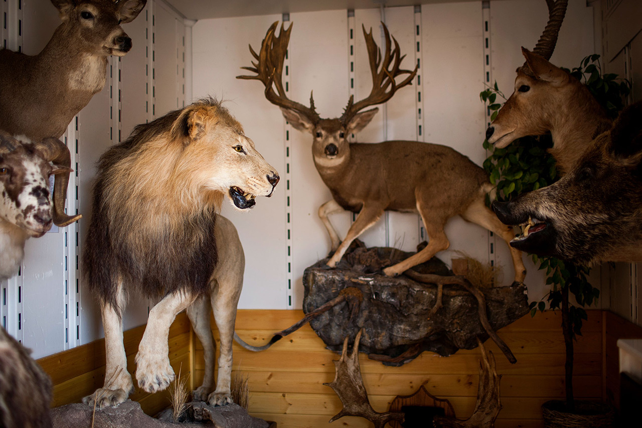  Salle pleine de chasse aux trophées 