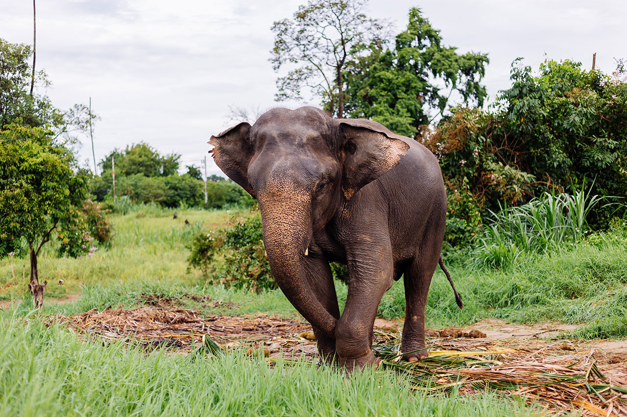 El elefante asiático tailandés se encuentra en un campo verde