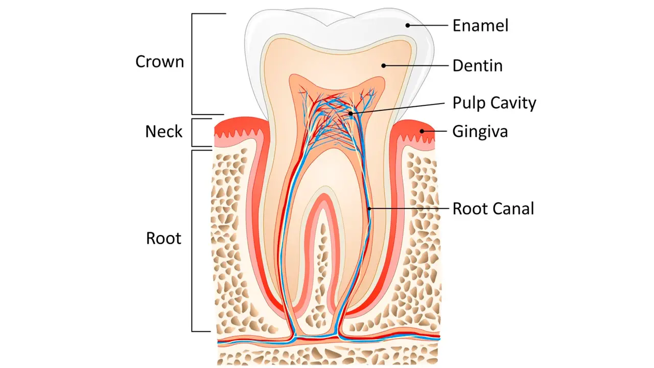 Tooth anatomy