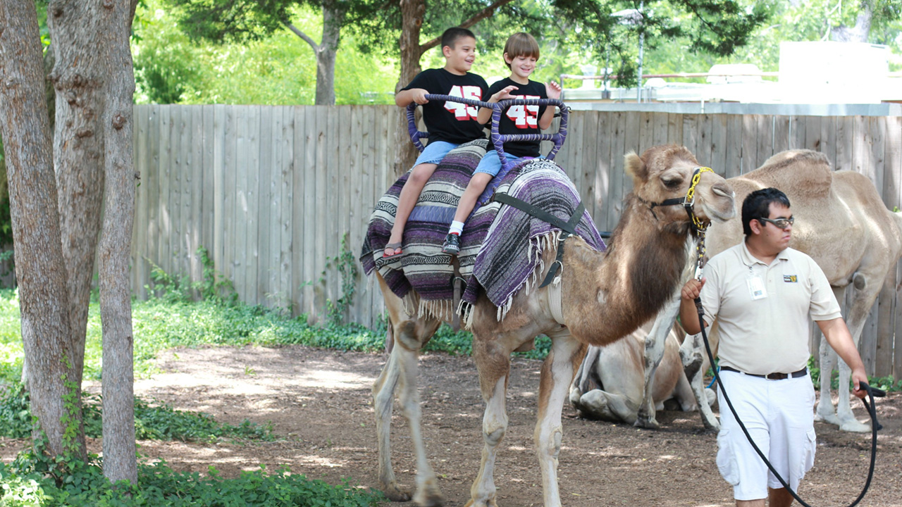 Two kids riding a camel at the Dallas Zoo