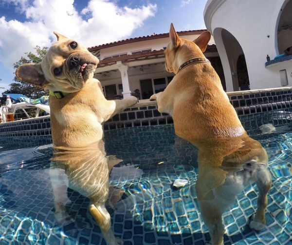 Two frenchies in a pool