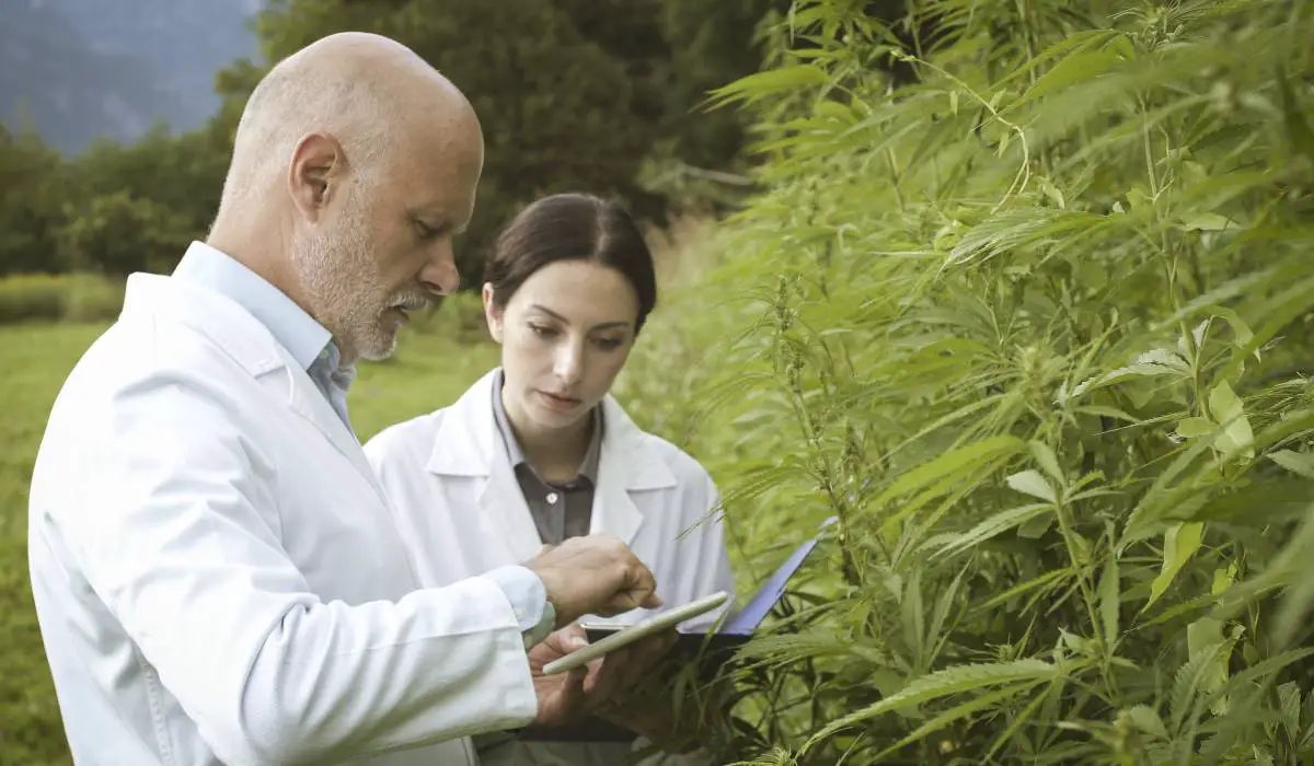 Two people doing quality control on hemp