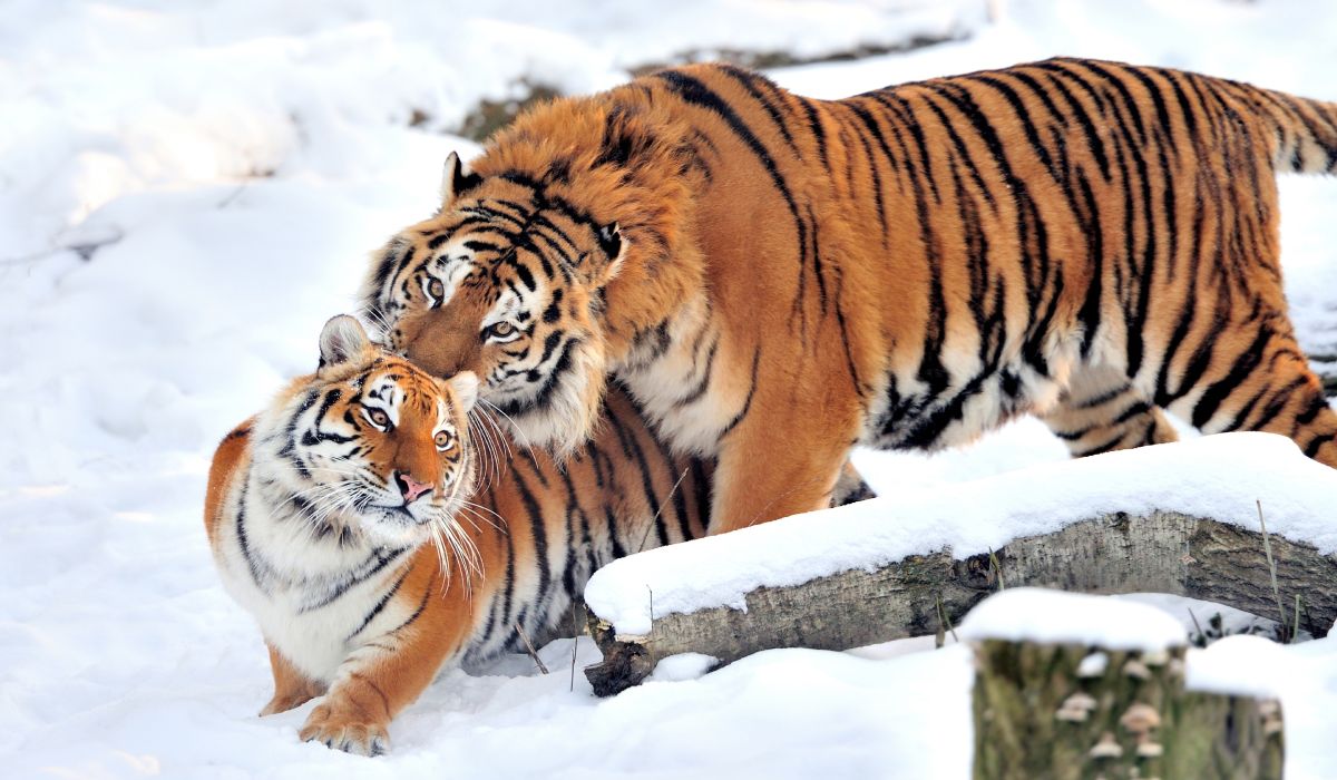 Two tigers in the snow