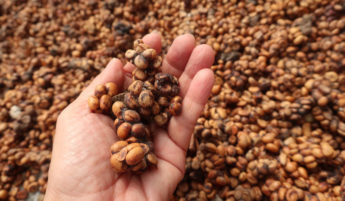 Civet coffee or Kopi Luwak or Weasel coffee . Kopi luwak or civet coffee, is coffee that includes partially digested coffee cherries, eaten and defecated by the Asian palm civet (Paradoxurus hermaphroditus).